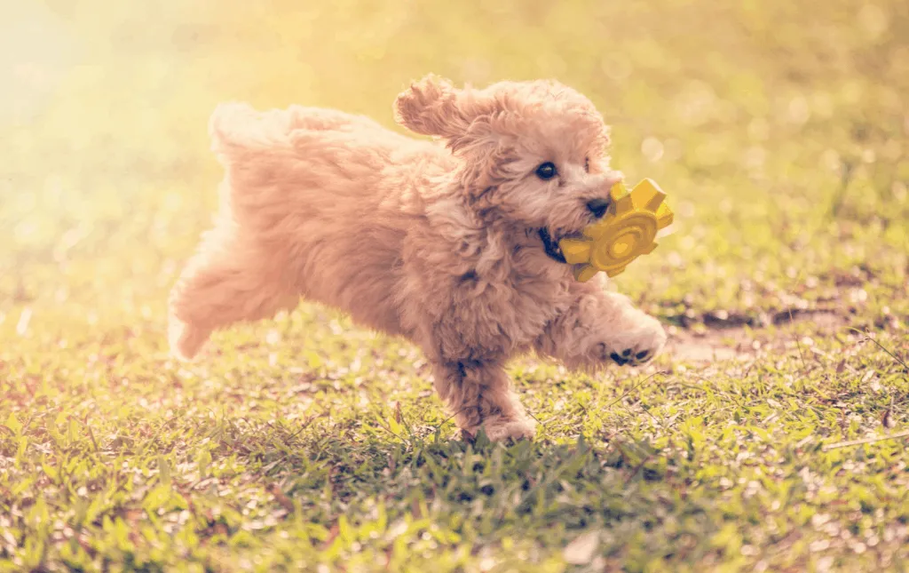 Caring For A Toy Poodle In Singapore: Diet, Grooming and Exercise Needs