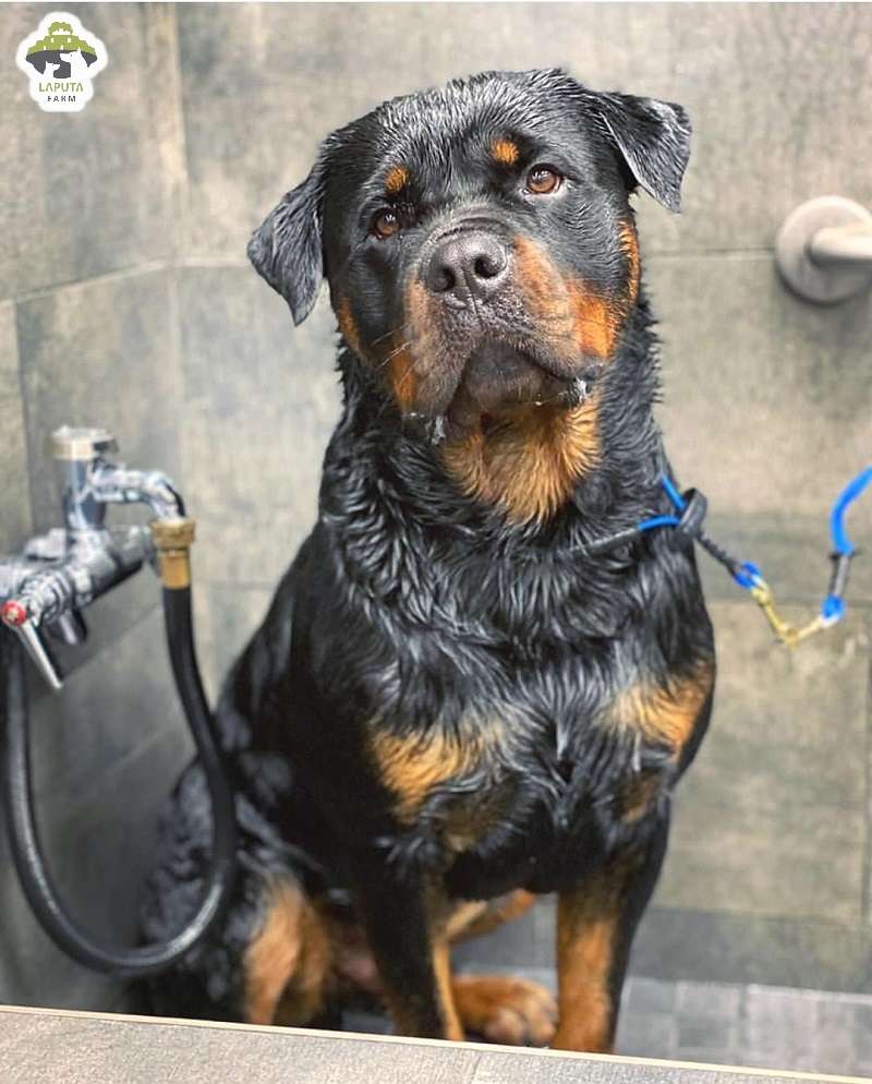 Chó Rottweiler giá bao nhiêu? Địa chỉ mua chó Rotti uy tín