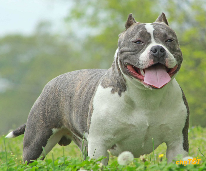 Mua Bán Chó Bully Mỹ Lai, Thuần Chủng, American Bully Giá Rẻ