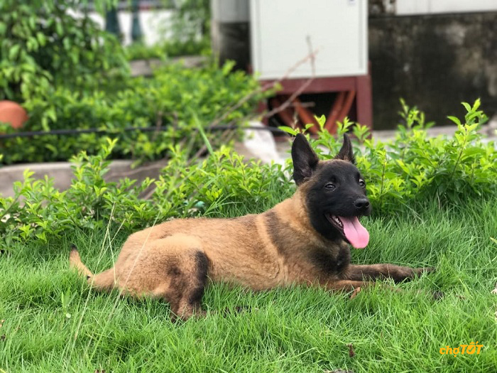 Mua Chó Malinois đẹp, Bán Chó chăn cừu Malinois thông minh giá RẺ