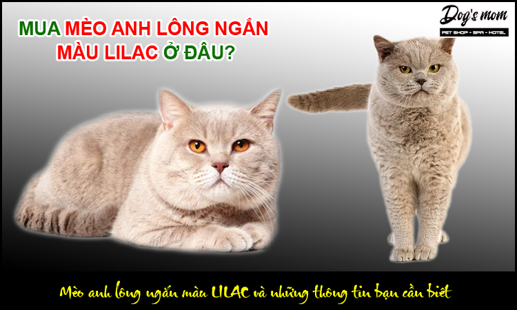 Mèo Anh Lông Ngắn Màu Lilac