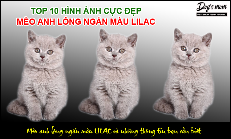 Mèo Anh Lông Ngắn Màu Lilac