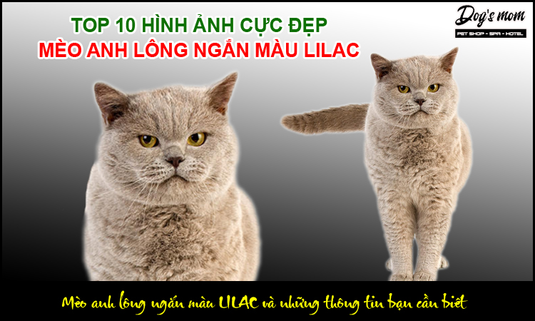 Mèo Anh Lông Ngắn Màu Lilac