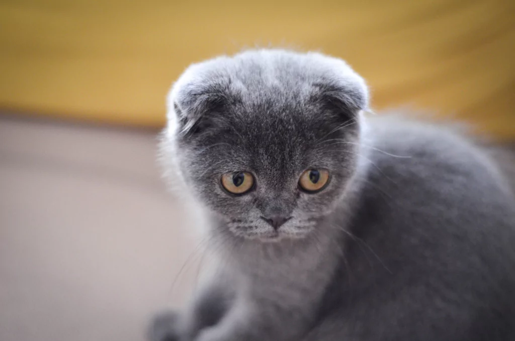 Friendly & Prohibited: Everything About the Scottish Fold