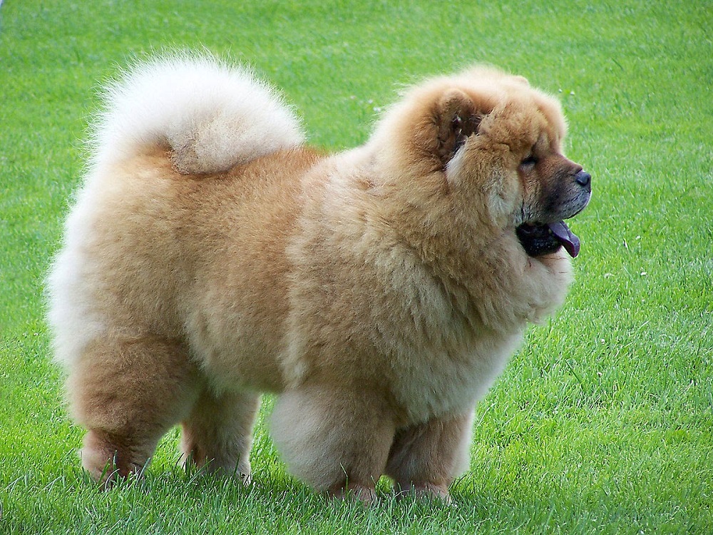 Chó Gấu Chow Chow Thuần Chủng, Chó Chow Chow Lai Đẹp, Giá Rẻ