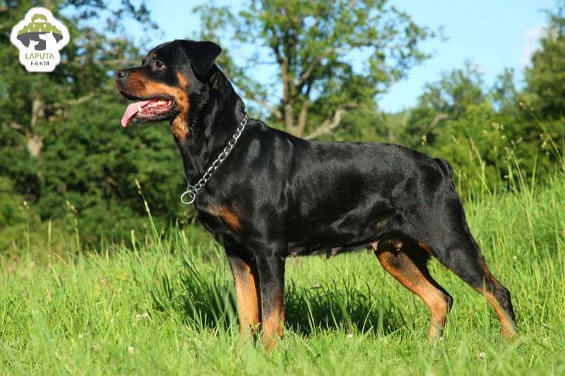 Chó Rottweiler giá bao nhiêu? Địa chỉ mua chó Rotti uy tín