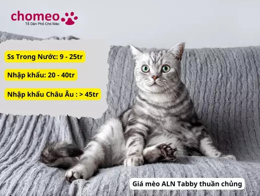 Mèo Anh lông ngắn Tabby, mèo sọc dưa thông tin đặc điểm