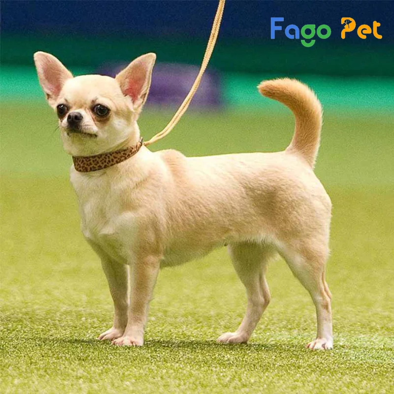 #Giá Chó Chihuahua Bao Nhiêu? Những Yếu Tố Ảnh Hưởng Đến Giá