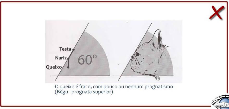 Chó Bull Pháp - Cách nhận biết Bulldog Pháp thuần chủng