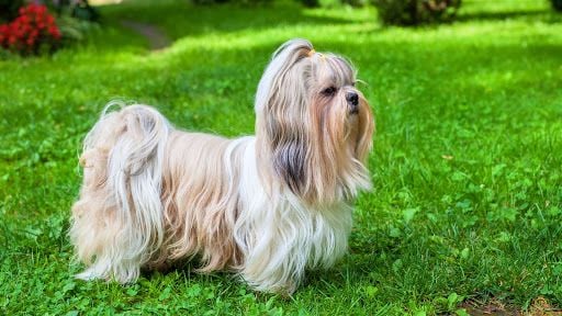 Chó Shih Tzu: Nguồn gốc, giá bán, đặc điểm, cách chăm sóc (2020)