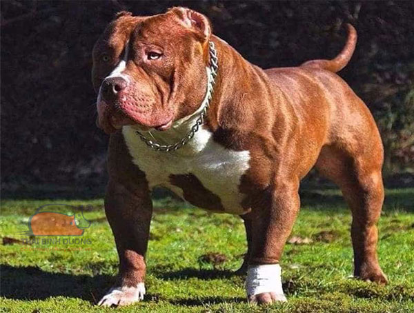 Chó Pitbull: nguồn gốc, phân loại, đặc điểm và cách nuôi