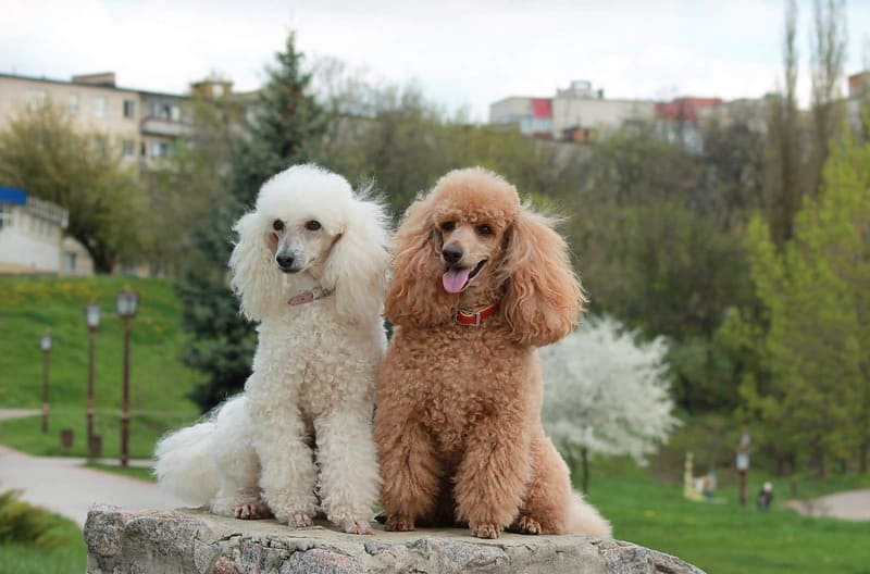 Gợi ý 10+ loại thức ăn dinh dưỡng cho chó Poodle lông đẹp, khỏe mạnh