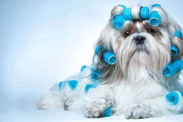 Chó Shih Tzu: Nguồn gốc, giá bán, đặc điểm, cách chăm sóc (2020)