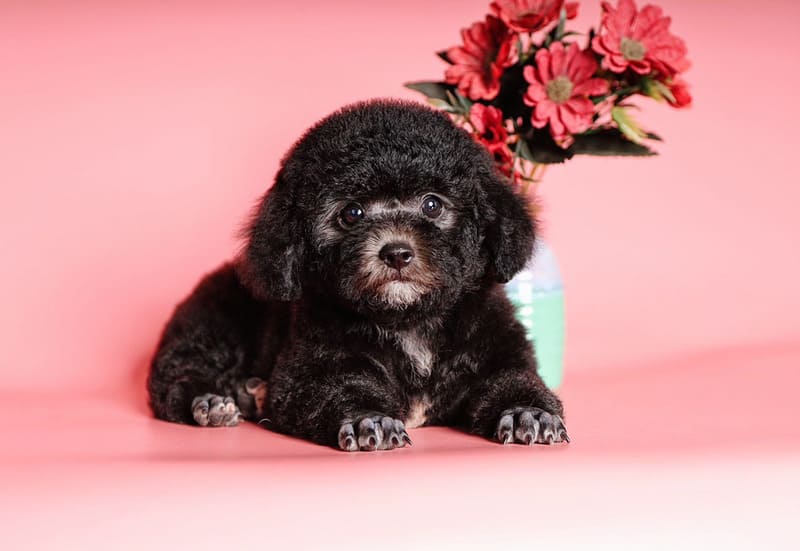 Gợi ý 10+ loại thức ăn dinh dưỡng cho chó Poodle lông đẹp, khỏe mạnh