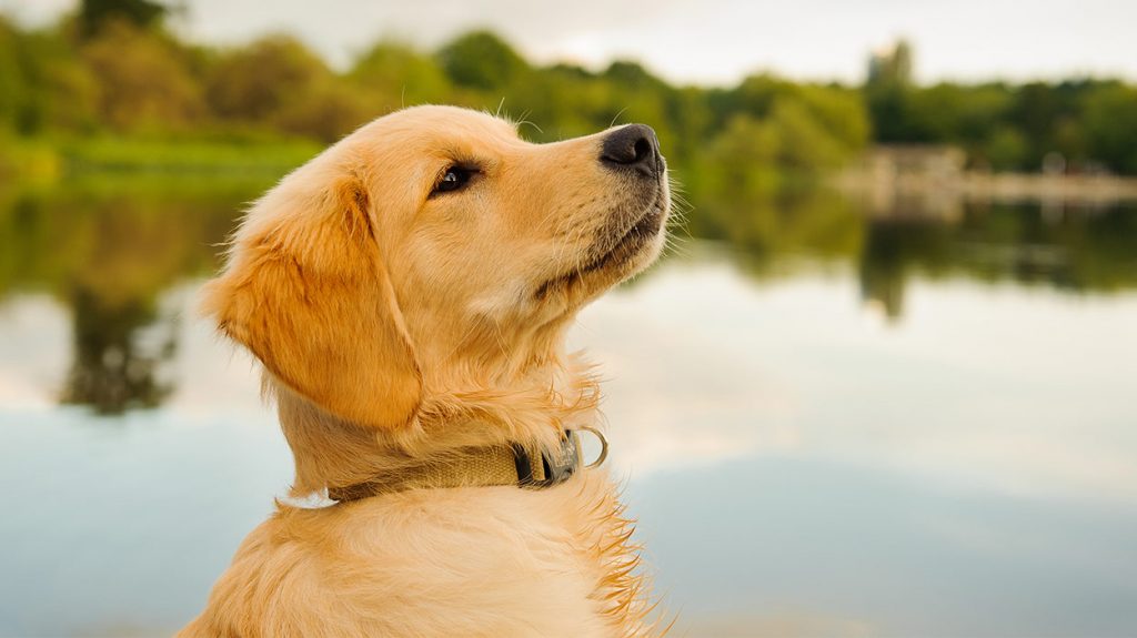 Giá chó Golden Retriever tại Việt Nam