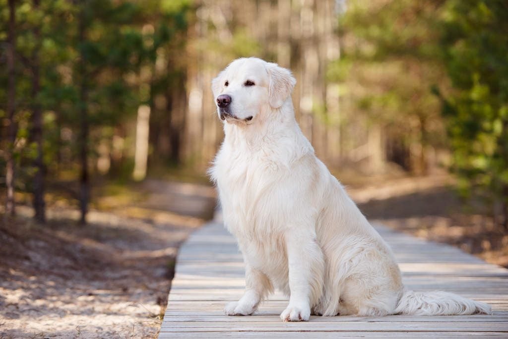 Giá chó Golden Retriever tại Việt Nam