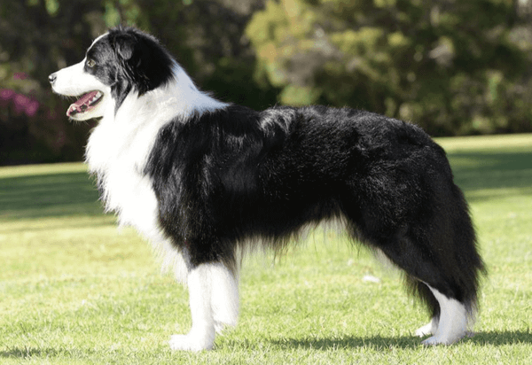 Border Collie là giống chó gì? Cần lưu ý gì khi nuôi chó Border Collie? (2020)