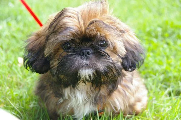 Chó Shih Tzu: Nguồn gốc, giá bán, đặc điểm, cách chăm sóc (2020)