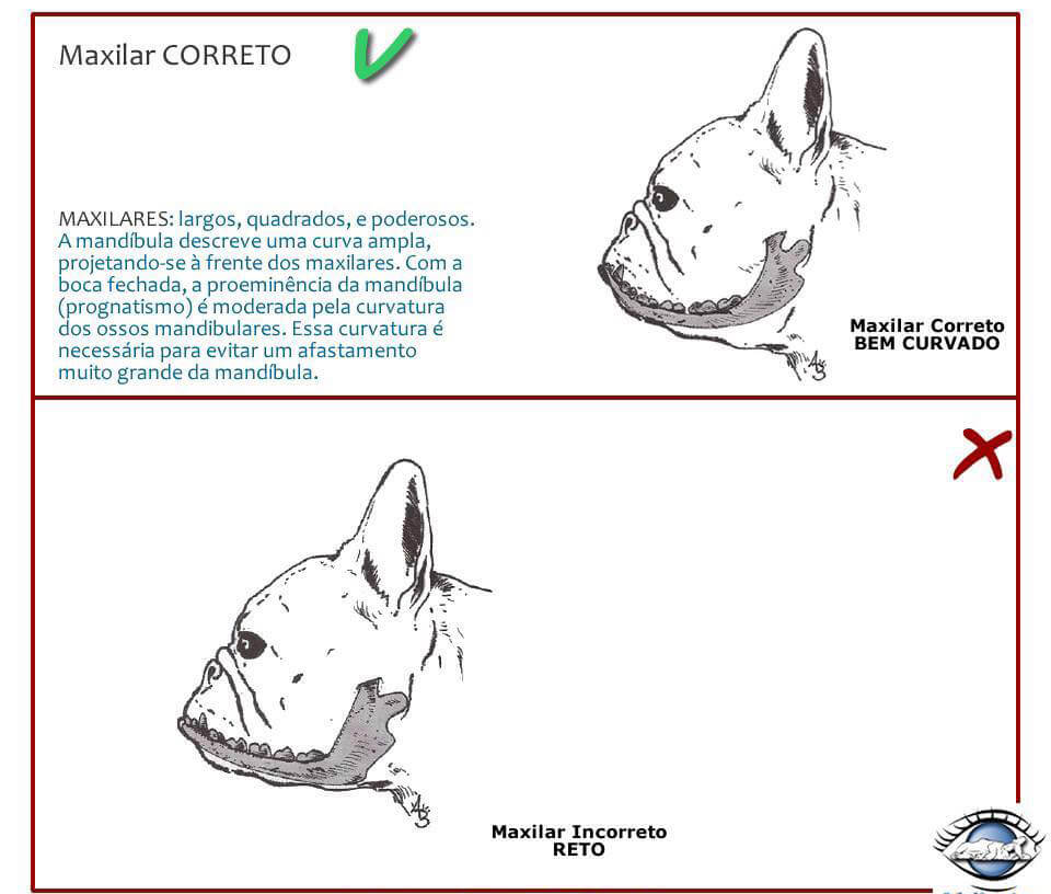 Chó Bull Pháp - Cách nhận biết Bulldog Pháp thuần chủng