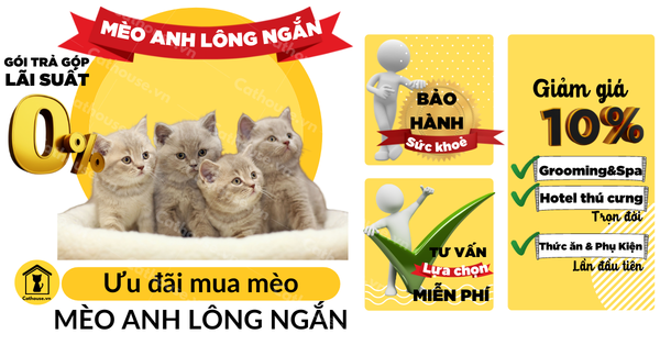 Tìm Hiểu Mèo Anh Lông Ngắn Màu Bicolor Đặc Điểm Ngoại Hình, Tính Cách