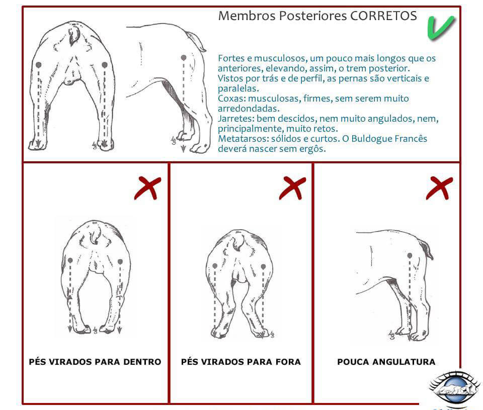 Chó Bull Pháp - Cách nhận biết Bulldog Pháp thuần chủng