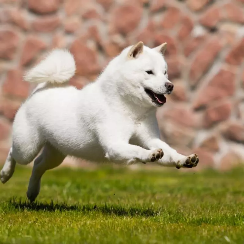 Chó shiba inu màu trắng - chó shiba trắng giá bao nhiêu 2023