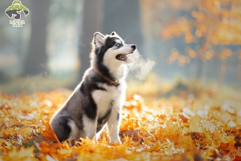 Chó Husky giá bao nhiêu? Địa chỉ mua bán giá rẻ TP HCM