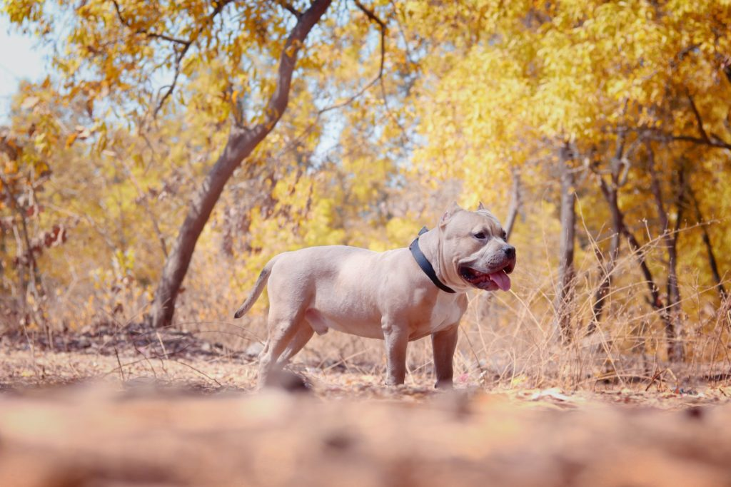 Chó Pitbull Cơ Bắp: Nguồn Gốc, Đặc Điểm, Cách Chăm Sóc Và Bảng Giá