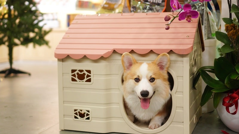 Chó Corgi giá rẻ dưới 1 triệu có thật không? Thông tin cần biết