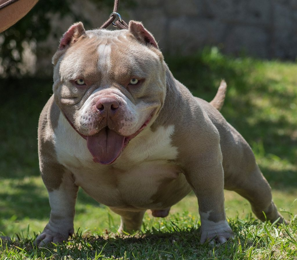 Chó Pitbull Cơ Bắp: Nguồn Gốc, Đặc Điểm, Cách Chăm Sóc Và Bảng Giá