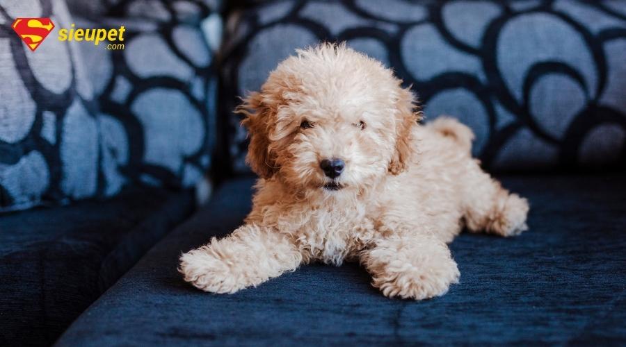 Mua bán chó Poodle giá rẻ 500k, 1 triệu đồng - Địa điểm mua Poodle uy tín