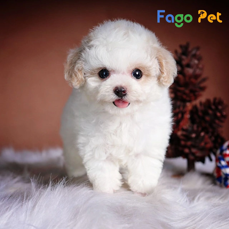 Tìm Hiểu Về Đặc Điểm, Cách Chăm Sóc Chó Poodle Màu Trắng