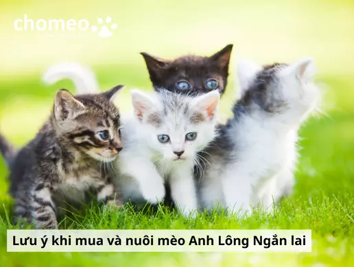 Mèo Anh lông ngắn lai là gì? Các kiểu lai mèo anh lông ngắn