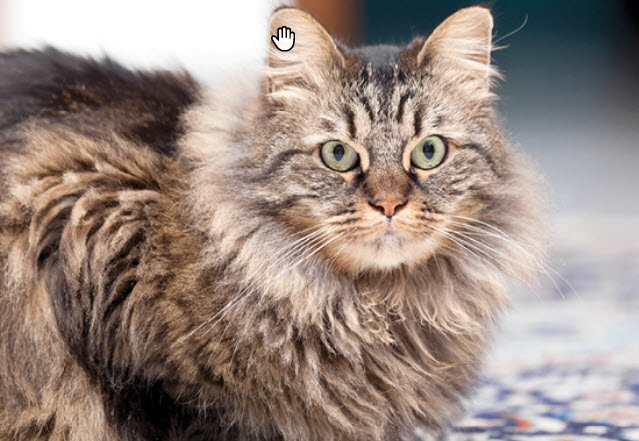 Learn About The Maine Coon Cat Breed From A Trusted Veterinarian