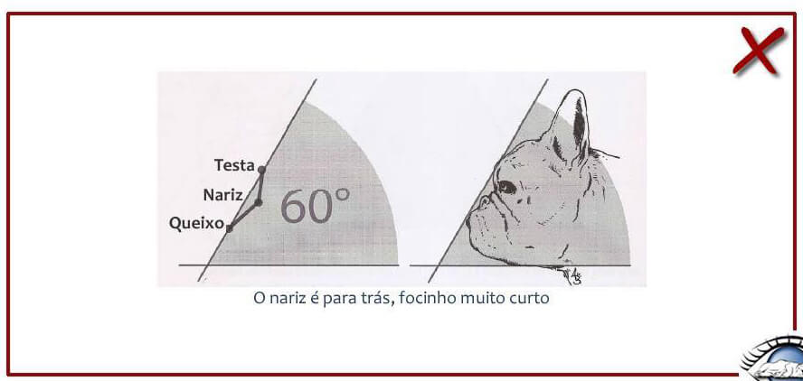 Chó Bull Pháp - Cách nhận biết Bulldog Pháp thuần chủng