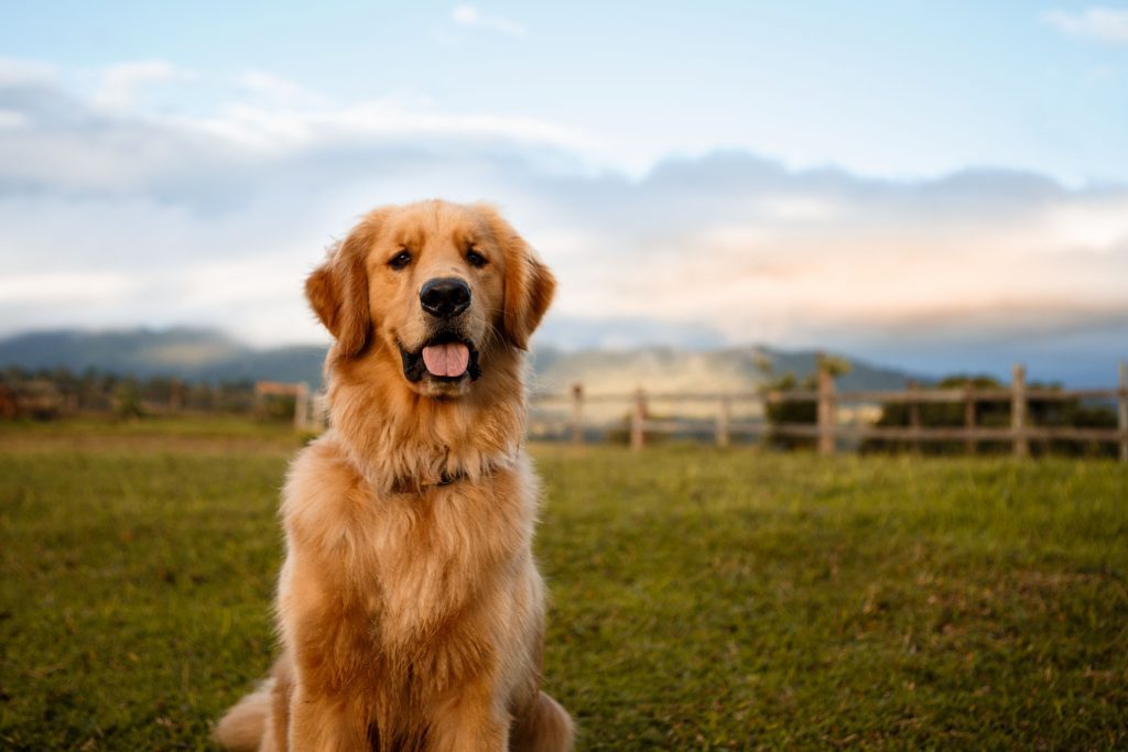 Giá chó Golden Retriever tại Việt Nam