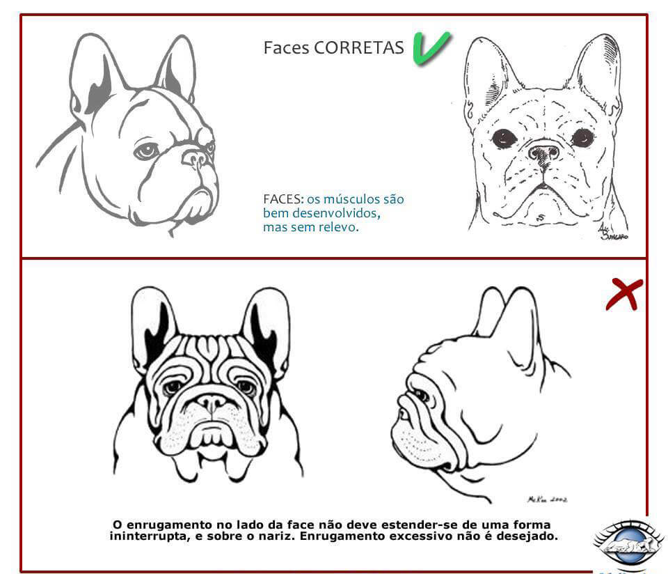 Chó Bull Pháp - Cách nhận biết Bulldog Pháp thuần chủng