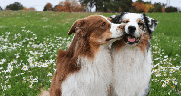 Border Collie là giống chó gì? Cần lưu ý gì khi nuôi chó Border Collie? (2020)