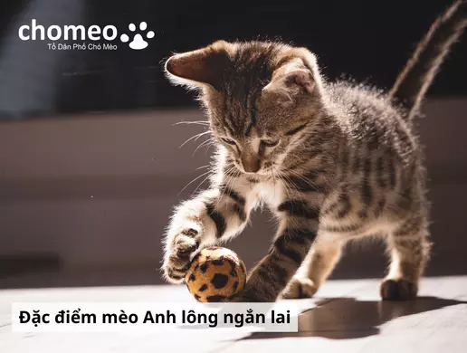 Mèo Anh lông ngắn lai là gì? Các kiểu lai mèo anh lông ngắn