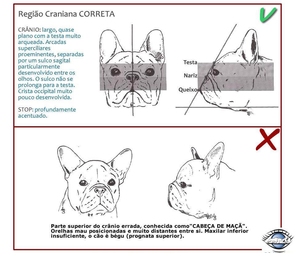 Chó Bull Pháp - Cách nhận biết Bulldog Pháp thuần chủng