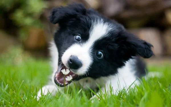 Border Collie là giống chó gì? Cần lưu ý gì khi nuôi chó Border Collie? (2020)