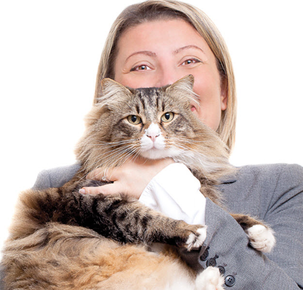 Learn About The Maine Coon Cat Breed From A Trusted Veterinarian