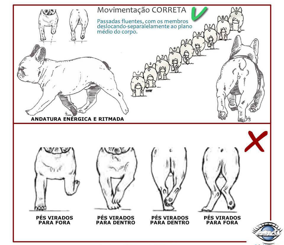 Chó Bull Pháp - Cách nhận biết Bulldog Pháp thuần chủng