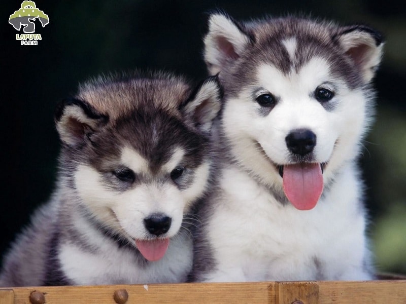 Chó Husky giá bao nhiêu? Địa chỉ mua bán giá rẻ TP HCM