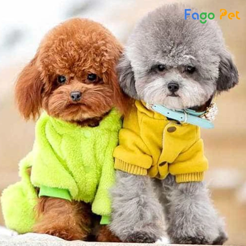 Giống Chó Poodle Tiny - Nguồn Gốc, Đặc Điểm, Giá Bán