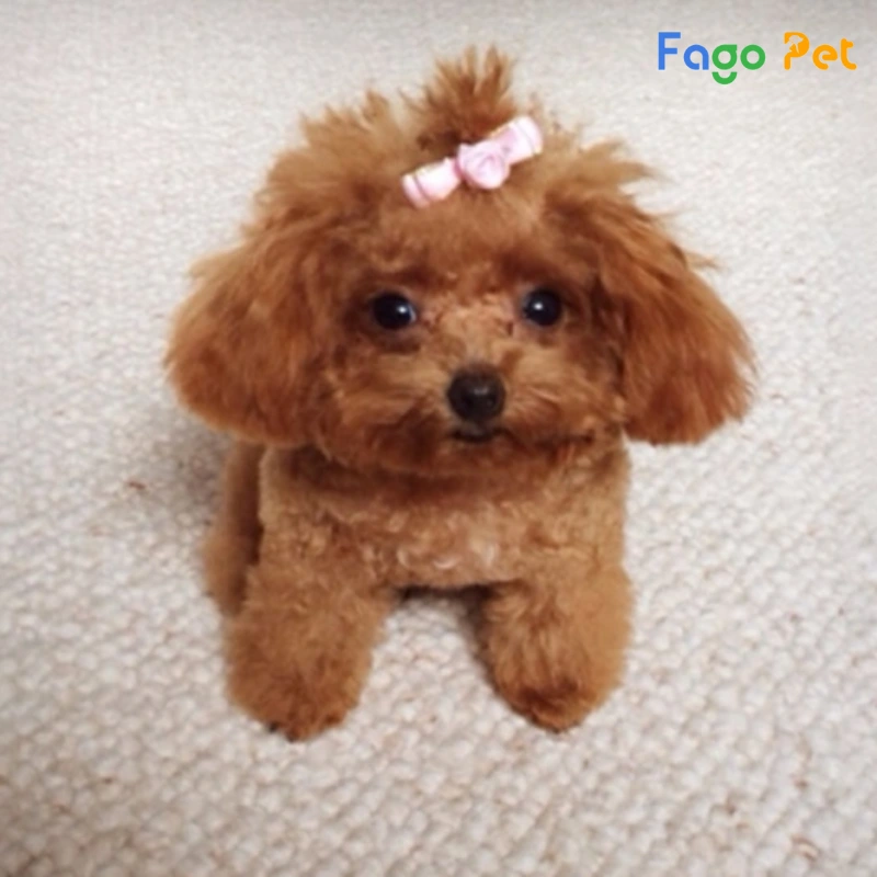 Giống Chó Poodle Tiny - Nguồn Gốc, Đặc Điểm, Giá Bán