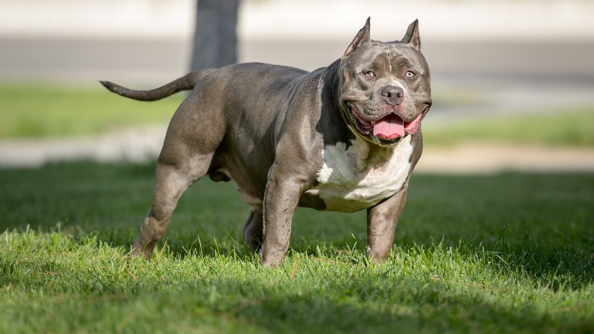 Chó Pitbull Cơ Bắp: Nguồn Gốc, Đặc Điểm, Cách Chăm Sóc Và Bảng Giá