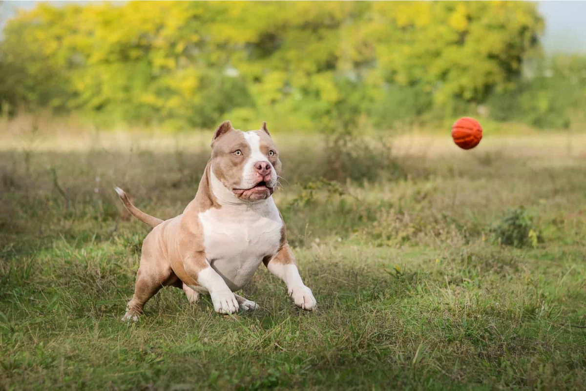 Chó Pitbull Cơ Bắp: Nguồn Gốc, Đặc Điểm, Cách Chăm Sóc Và Bảng Giá