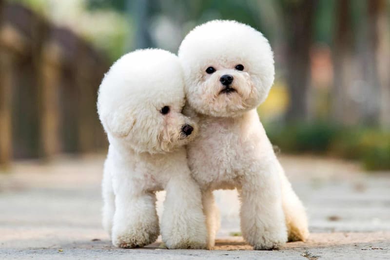 Gợi ý 10+ loại thức ăn dinh dưỡng cho chó Poodle lông đẹp, khỏe mạnh