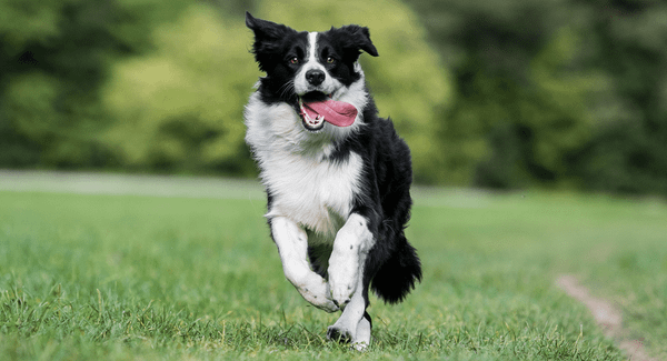 Border Collie là giống chó gì? Cần lưu ý gì khi nuôi chó Border Collie? (2020)